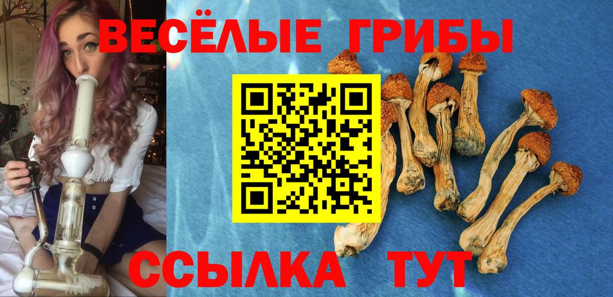 Галлюциногенные грибы Psilocybe  Вход с VPN  купить   Сердобск 
